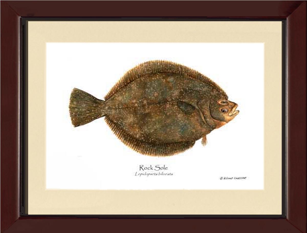 Rock Sole Lepidopsetta bilineata | Wall Art Fish Print