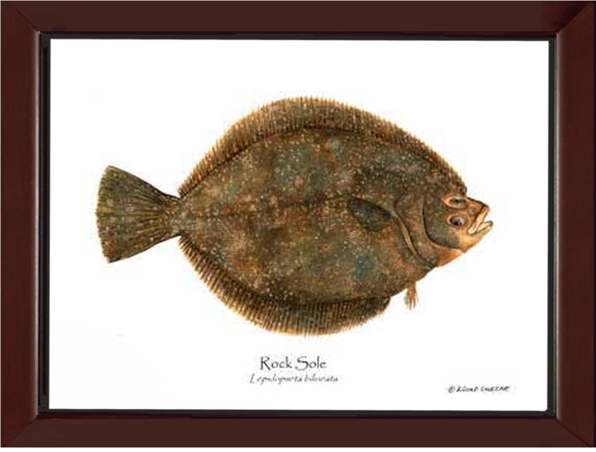Rock Sole Lepidopsetta bilineata | Wall Art Fish Print