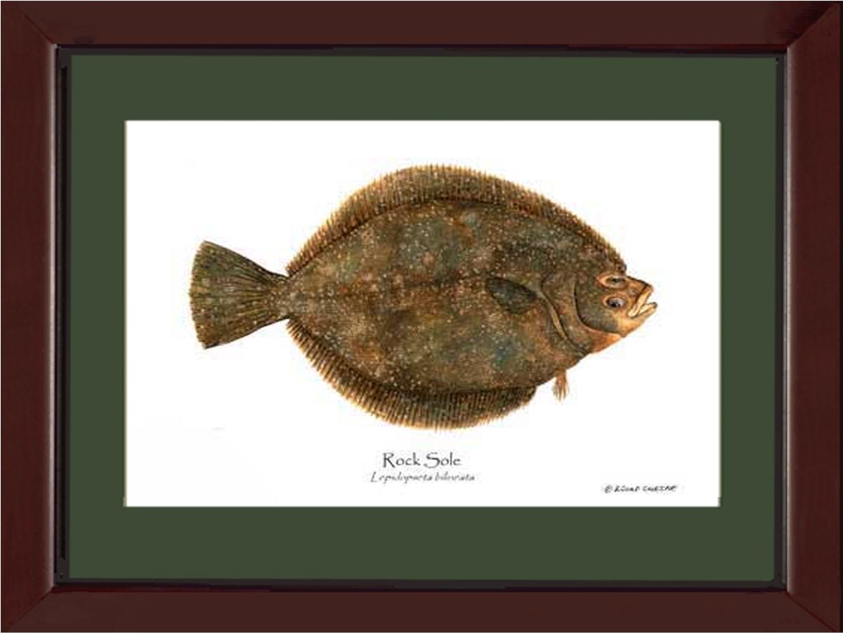Rock Sole Lepidopsetta bilineata | Wall Art Fish Print