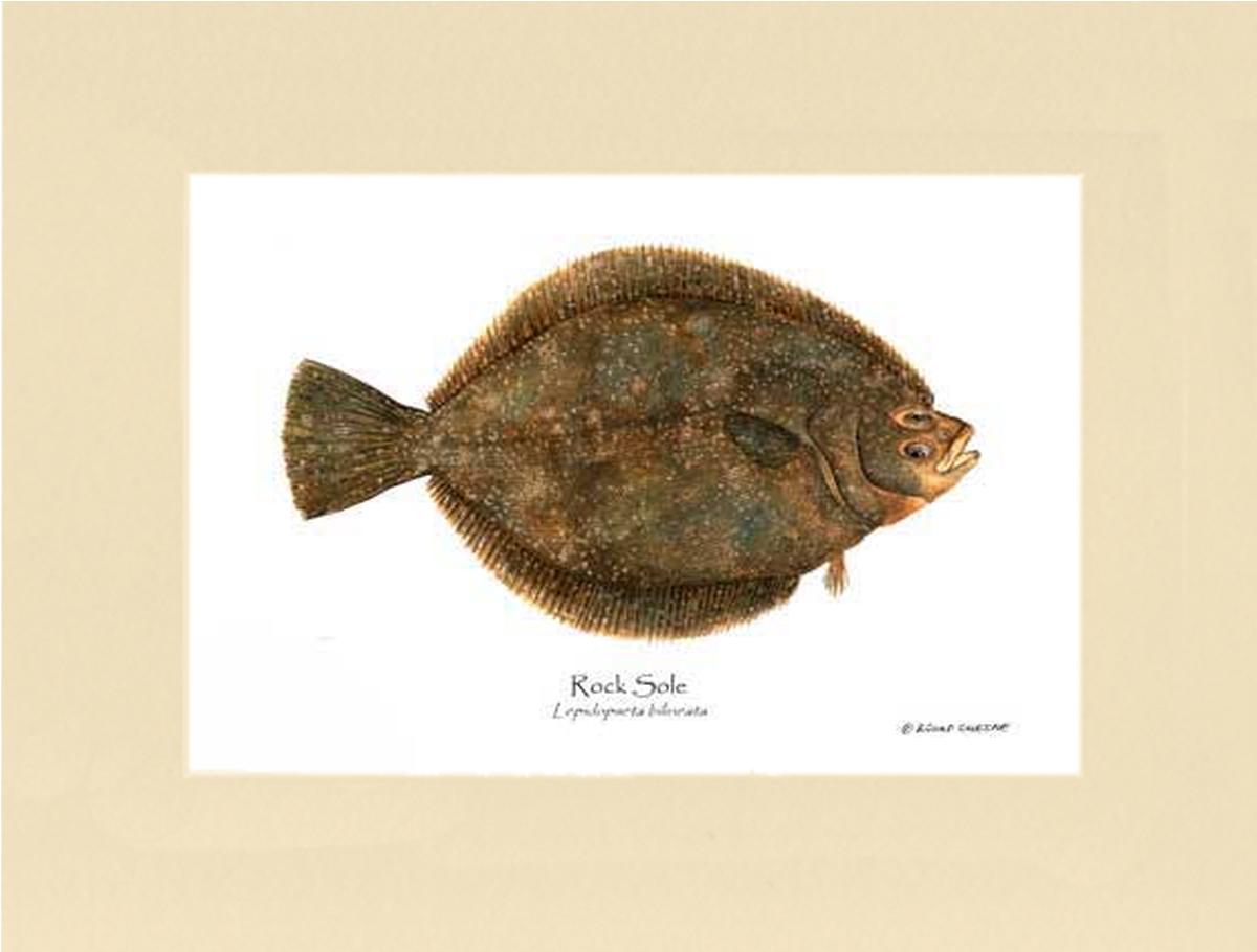 Rock Sole Lepidopsetta bilineata | Wall Art Fish Print
