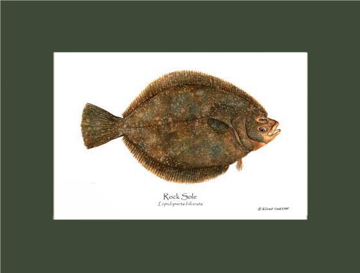 Rock Sole Lepidopsetta bilineata | Wall Art Fish Print
