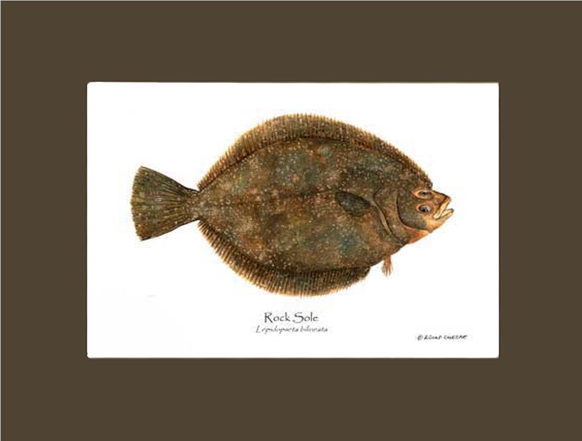 Rock Sole Lepidopsetta bilineata | Wall Art Fish Print