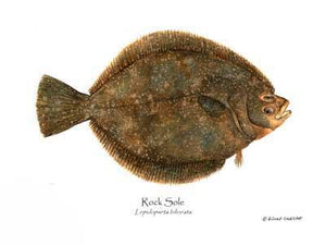 Fish Print: Rock Sole Lepidopsetta bilineata