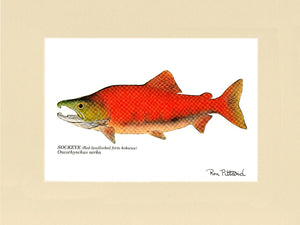 Sockeye Salmon Fish Print (Red landlocked form kokanee) - Fishing Wall Art Decor - Charting Nature