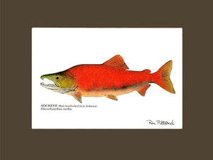 Sockeye Salmon Fish Print (Red landlocked form kokanee) - Fishing Wall Art Decor - Charting Nature