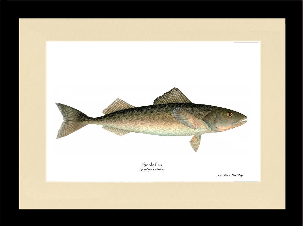 Sablefish Anoplopoma fimbria | Wall Art Fish Print