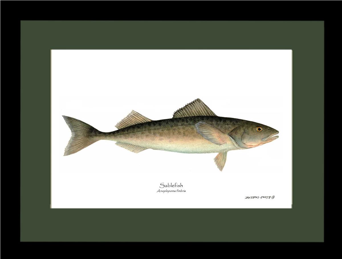 Sablefish Anoplopoma fimbria | Wall Art Fish Print