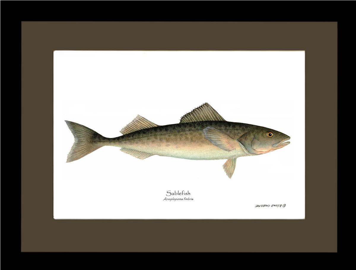Sablefish Anoplopoma fimbria | Wall Art Fish Print