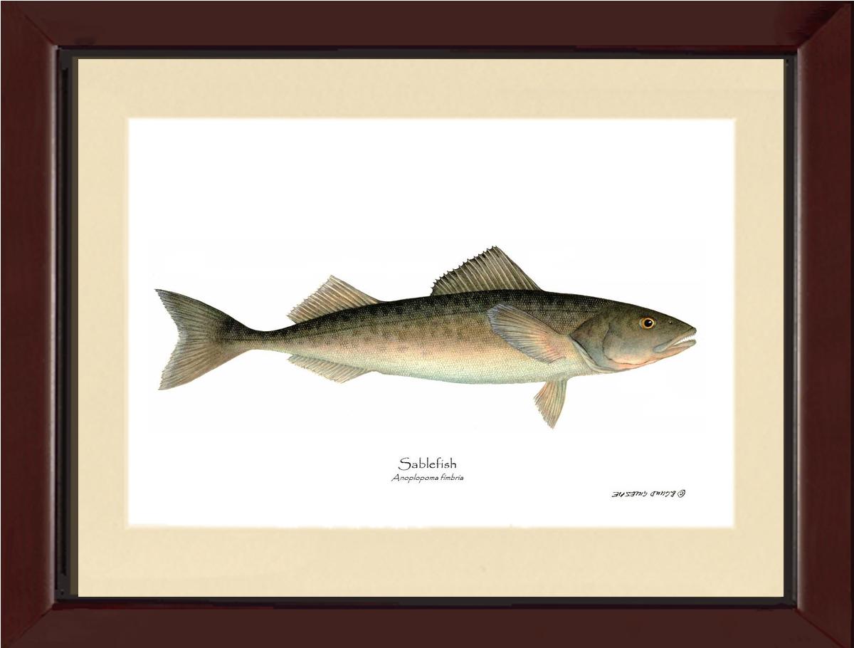 Sablefish Anoplopoma fimbria | Wall Art Fish Print
