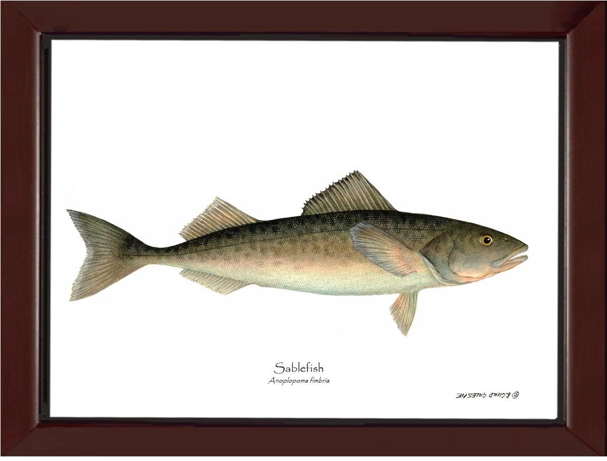Sablefish Anoplopoma fimbria | Wall Art Fish Print