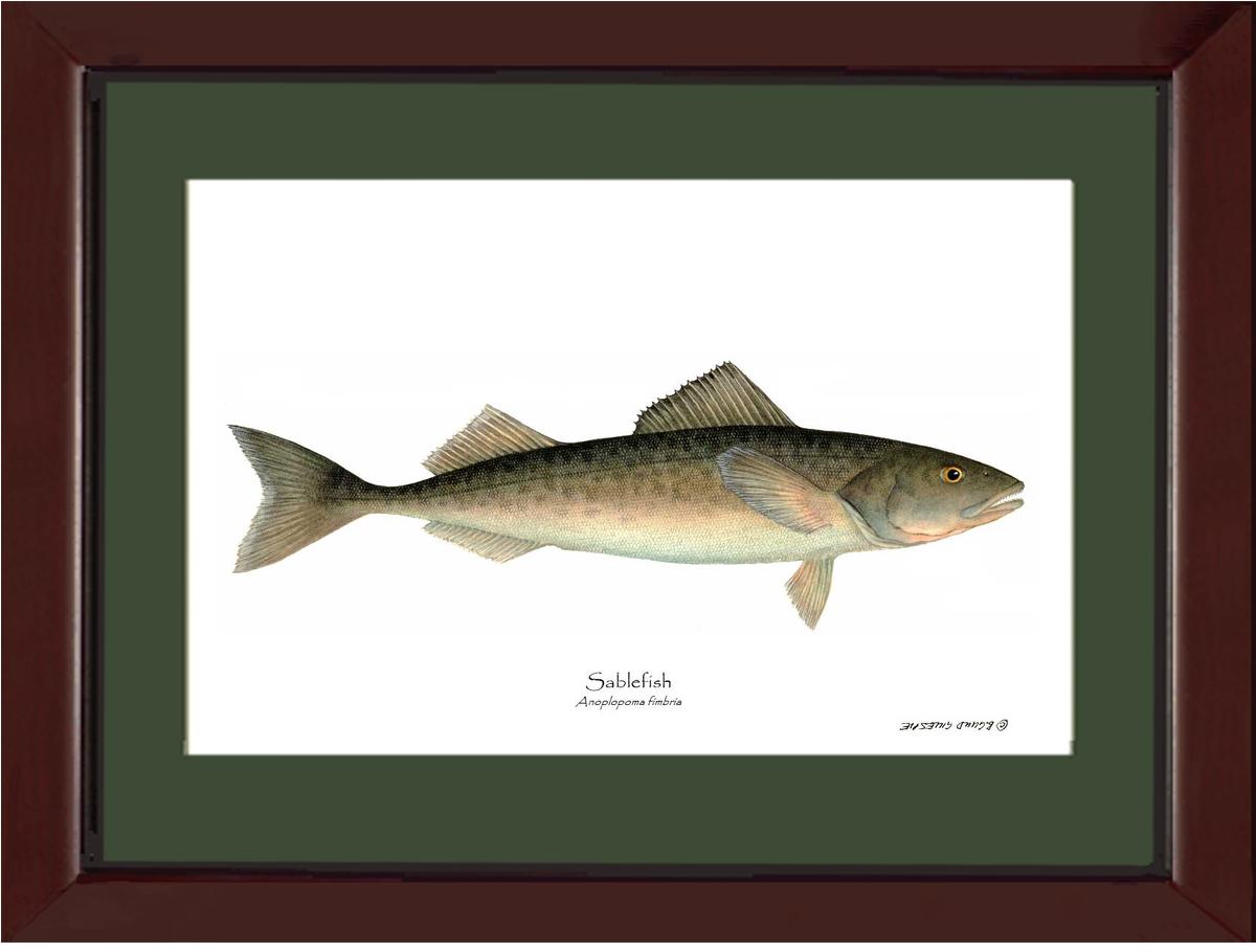 Sablefish Anoplopoma fimbria | Wall Art Fish Print