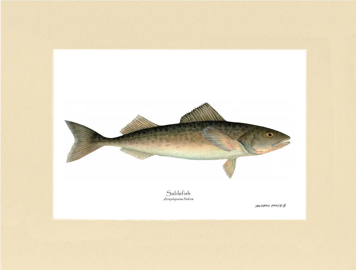 Sablefish Anoplopoma fimbria | Wall Art Fish Print