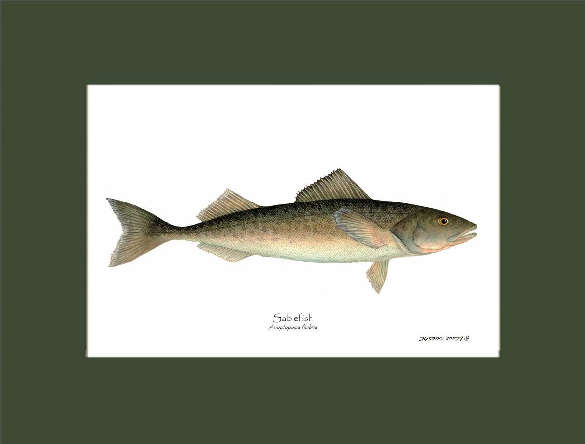 Sablefish Anoplopoma fimbria | Wall Art Fish Print
