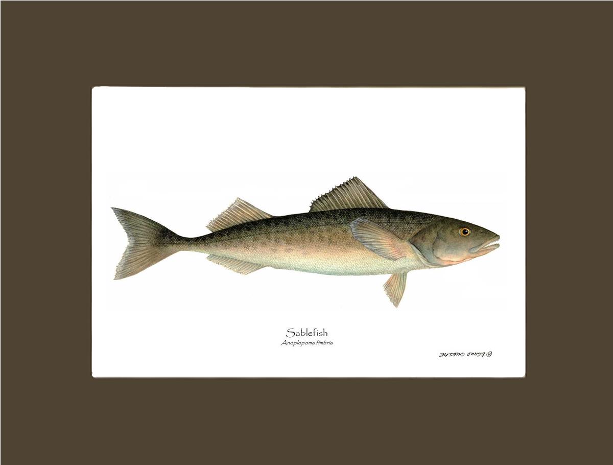 Sablefish Anoplopoma fimbria | Wall Art Fish Print