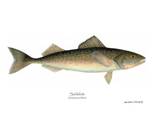 Sablefish Anoplopoma fimbria