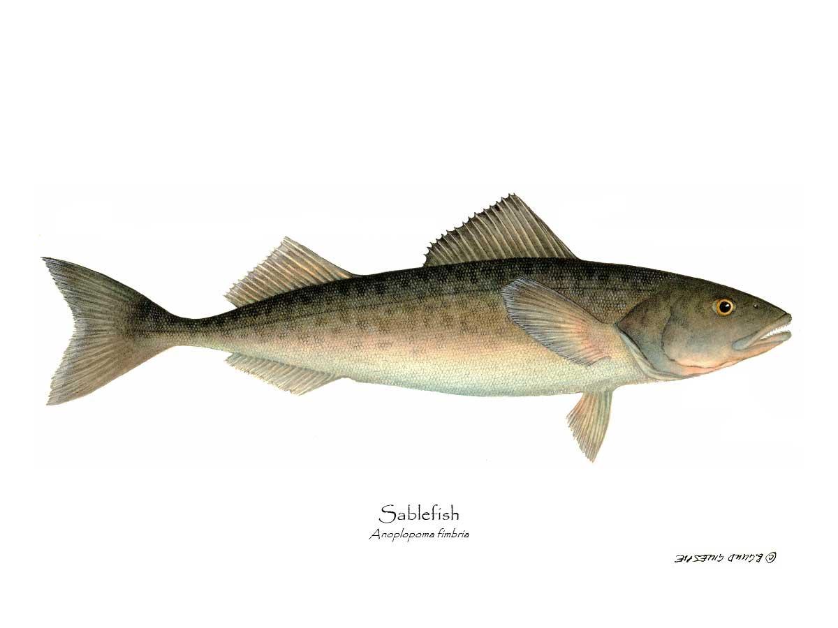 Sablefish Anoplopoma fimbria | Wall Art Fish Print