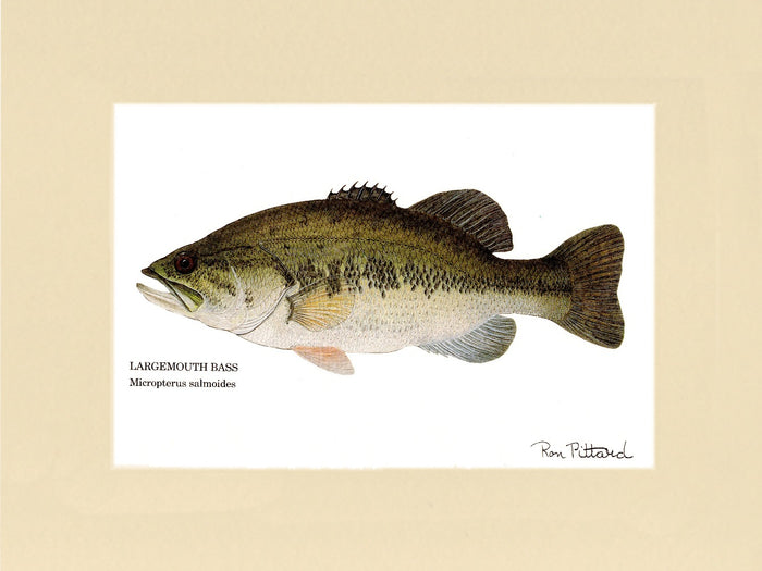 Largemouth Bass