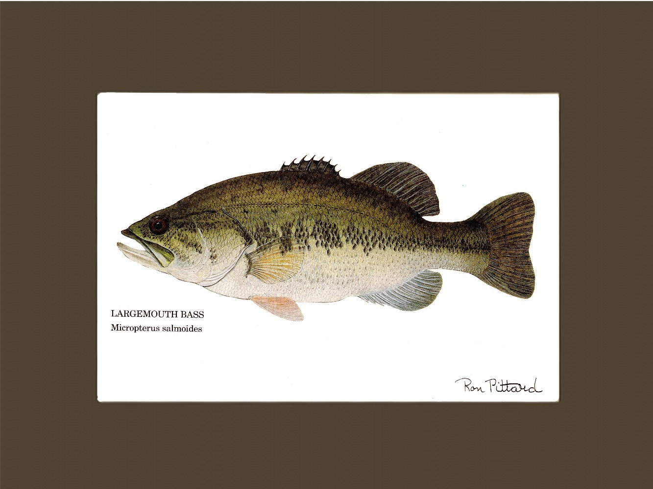 Largemouth Bass - Signed Fine Art Print - inkart