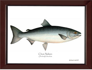 Chum Salmon Onchorhynchus keta