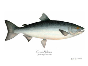 Fish Print: Chum Salmon Onchorhynchus keta