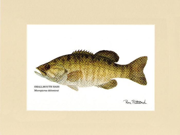 Smallmouth Bass