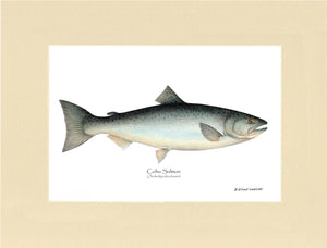 Coho Salmon Onchorhynchus kisutch