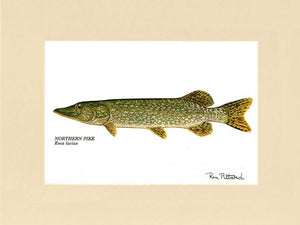 Northern Pike - Charting Nature