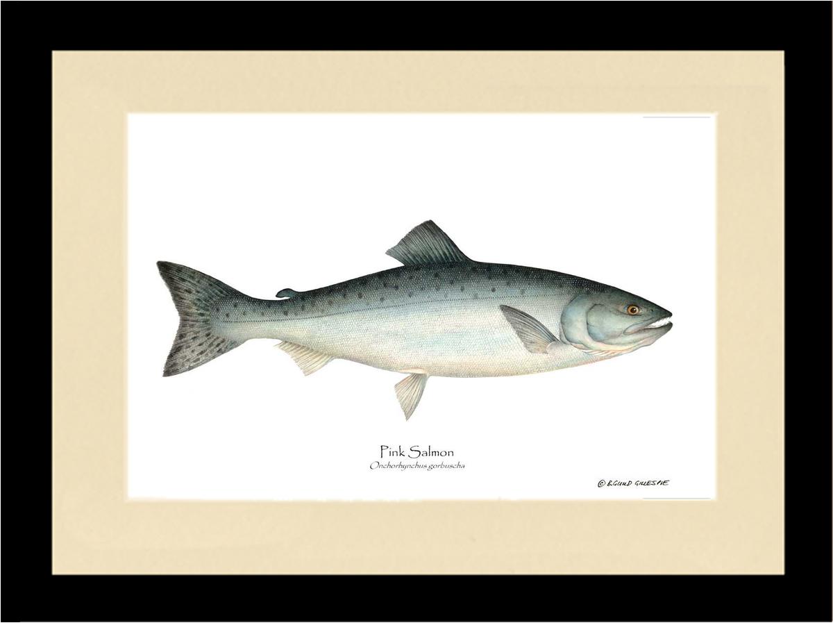 Pink Salmon Onchorhynchus gorbuscha | Wall Art Fish Print