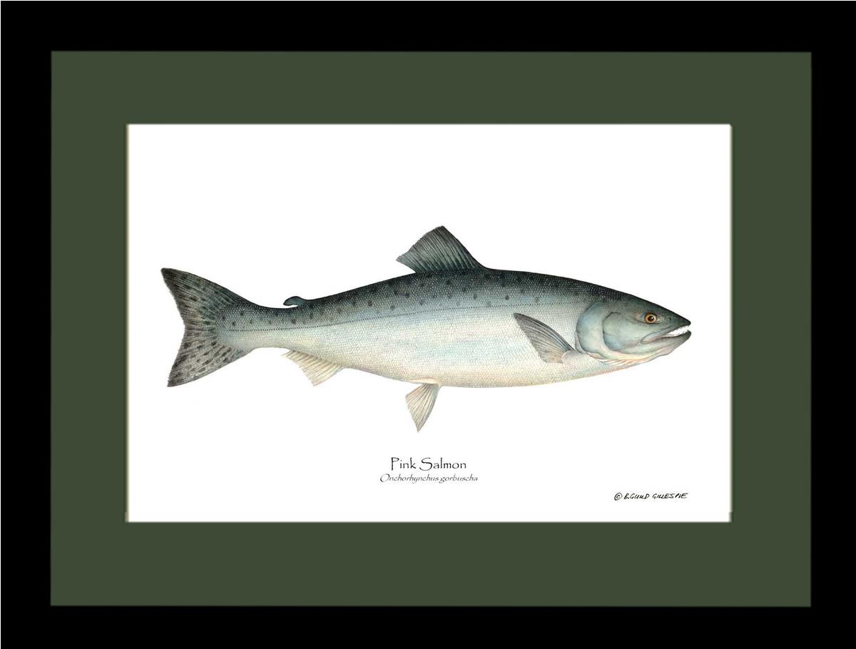Pink Salmon Onchorhynchus gorbuscha | Wall Art Fish Print