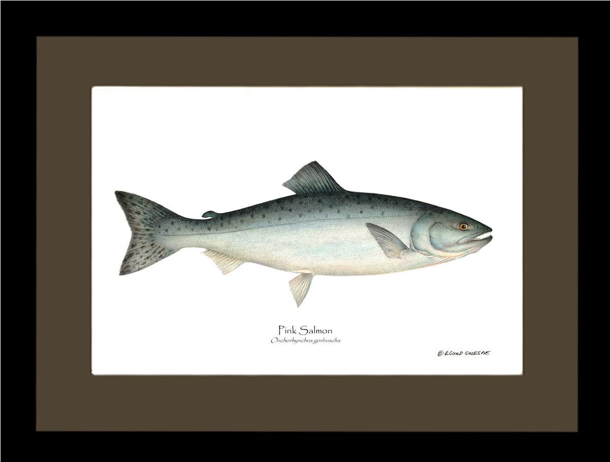 Pink Salmon Onchorhynchus gorbuscha | Wall Art Fish Print