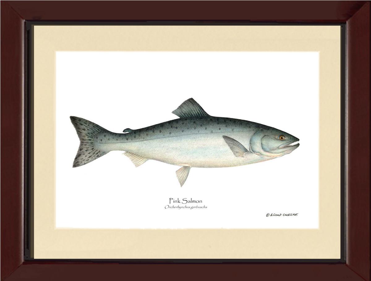 Pink Salmon Onchorhynchus gorbuscha | Wall Art Fish Print