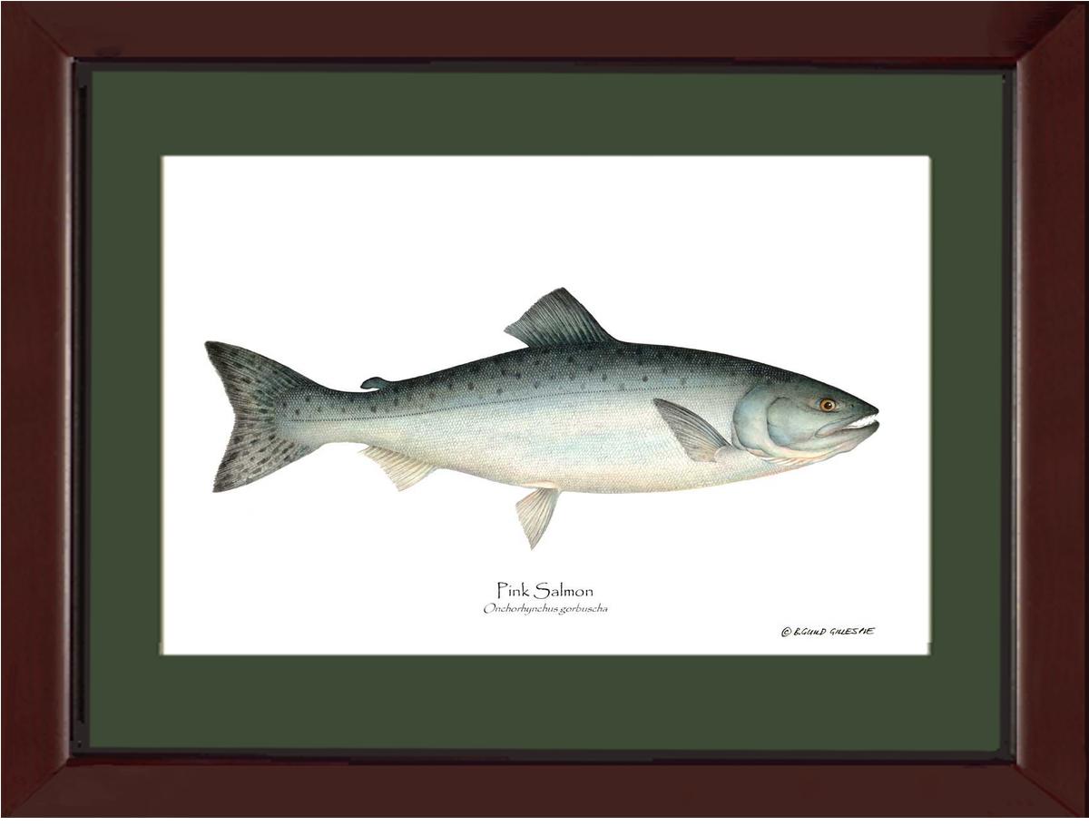 Pink Salmon Onchorhynchus gorbuscha | Wall Art Fish Print