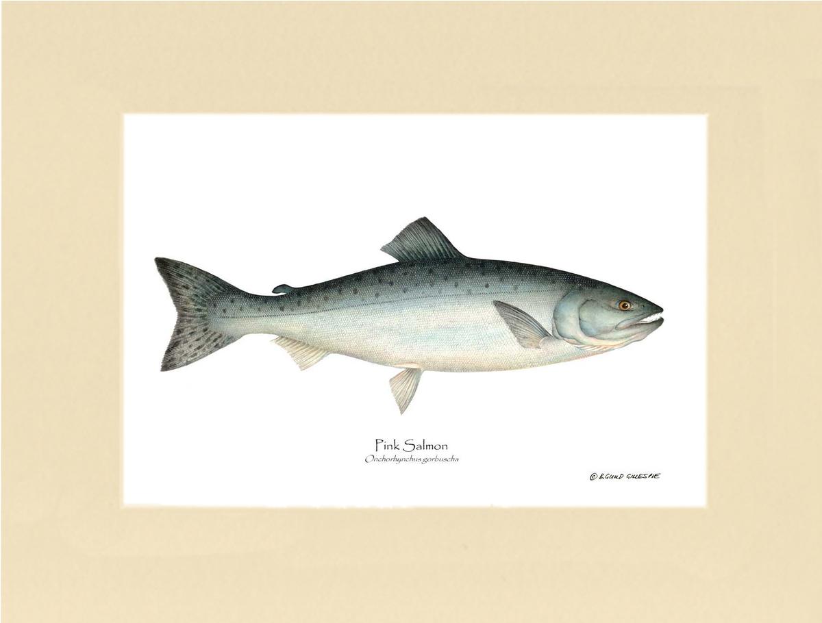 Pink Salmon Onchorhynchus gorbuscha | Wall Art Fish Print