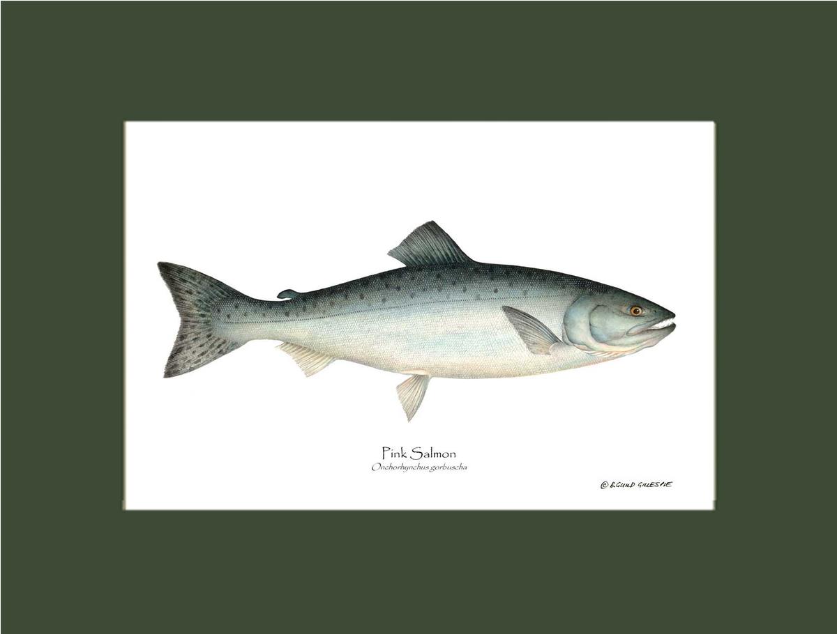 Pink Salmon Onchorhynchus gorbuscha | Wall Art Fish Print