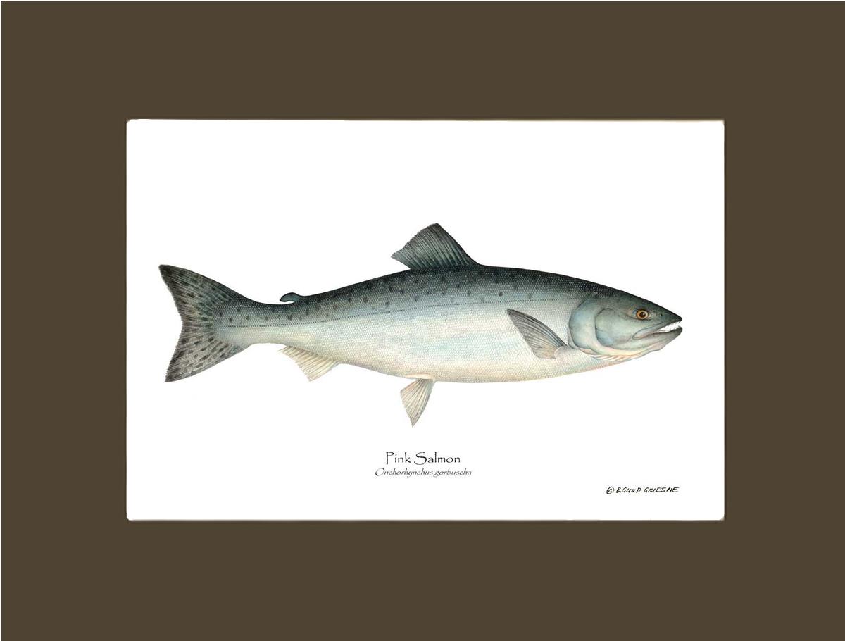Pink Salmon Onchorhynchus gorbuscha | Wall Art Fish Print