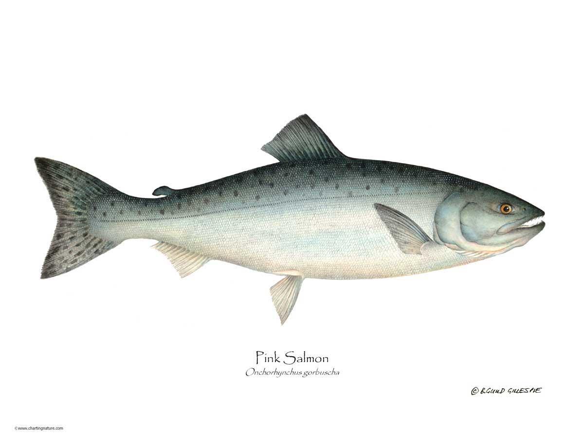 Pink Salmon Onchorhynchus gorbuscha | Wall Art Fish Print