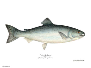 Fish Print: Pink Salmon Onchorhynchus gorbuscha