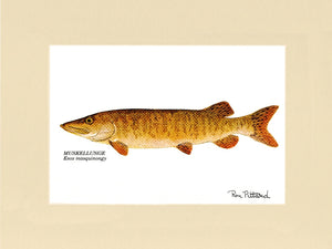 Muskellunge - Charting Nature