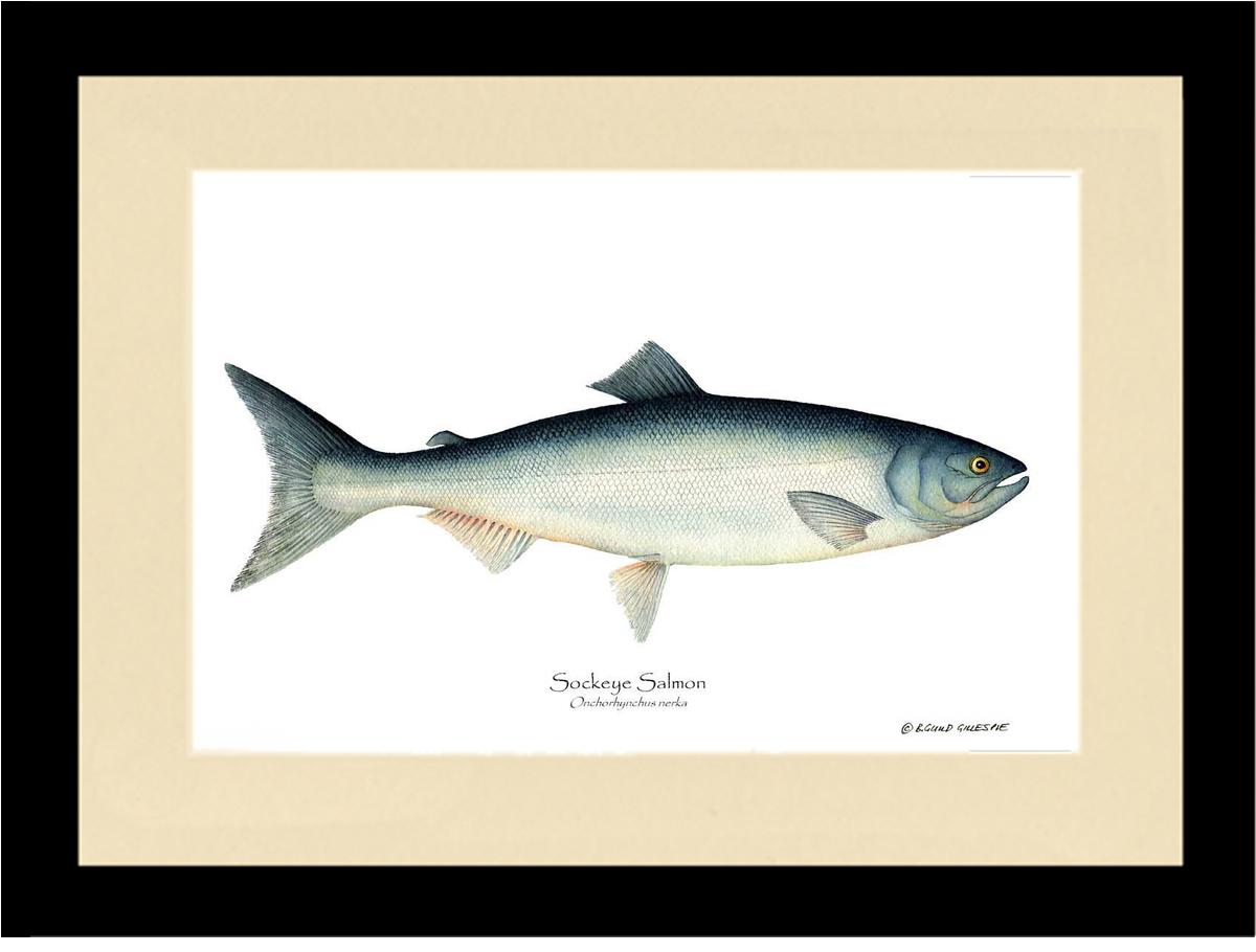 Sockeye Salmon Onchorhynchus nerka | Wall Art Fish Print