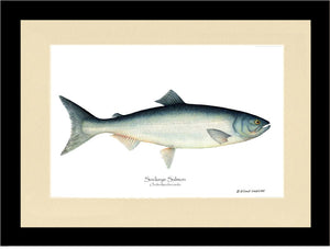 Sockeye Salmon Onchorhynchus nerka