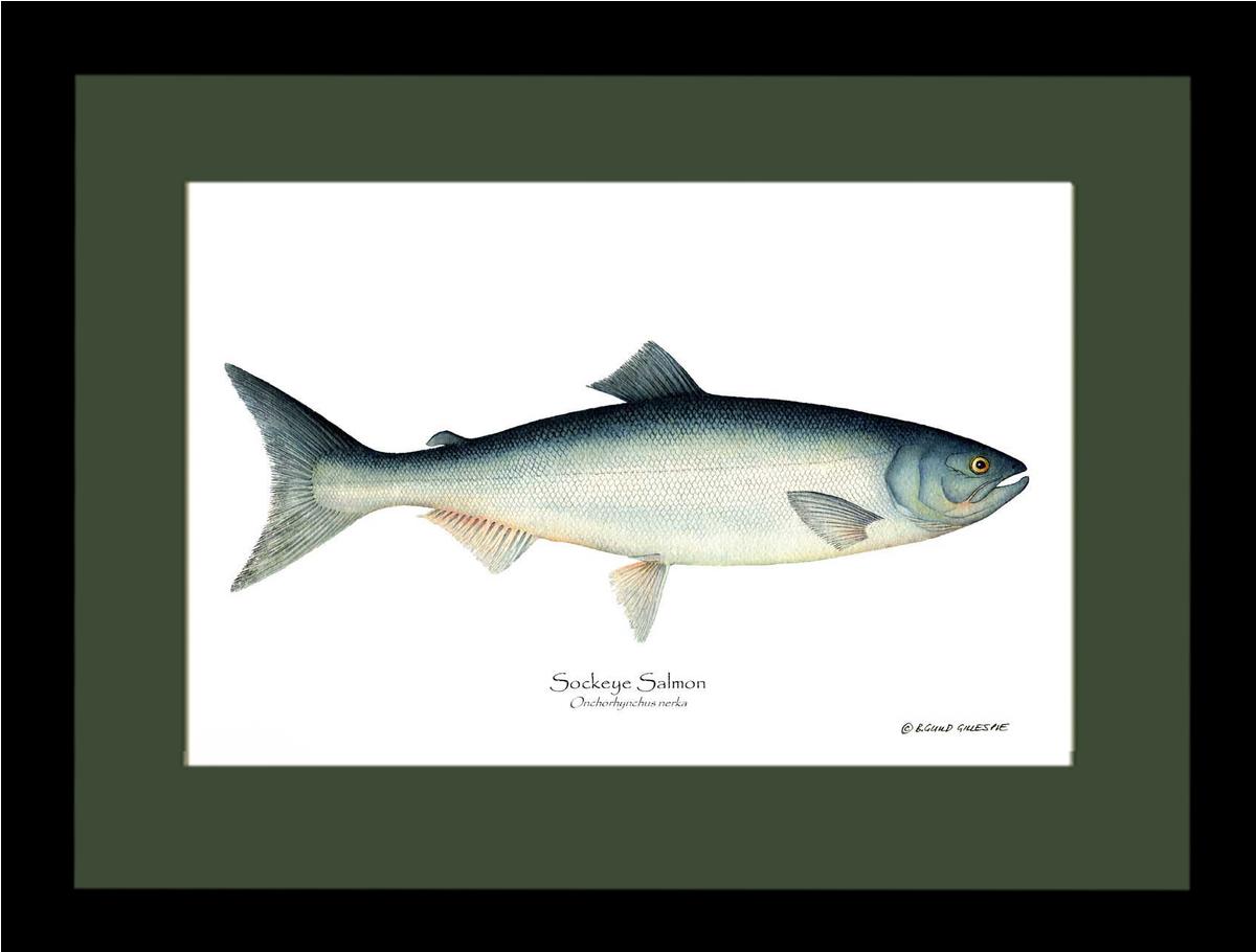 Sockeye Salmon Onchorhynchus nerka | Wall Art Fish Print