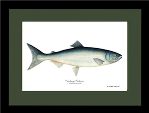 Sockeye Salmon Onchorhynchus nerka