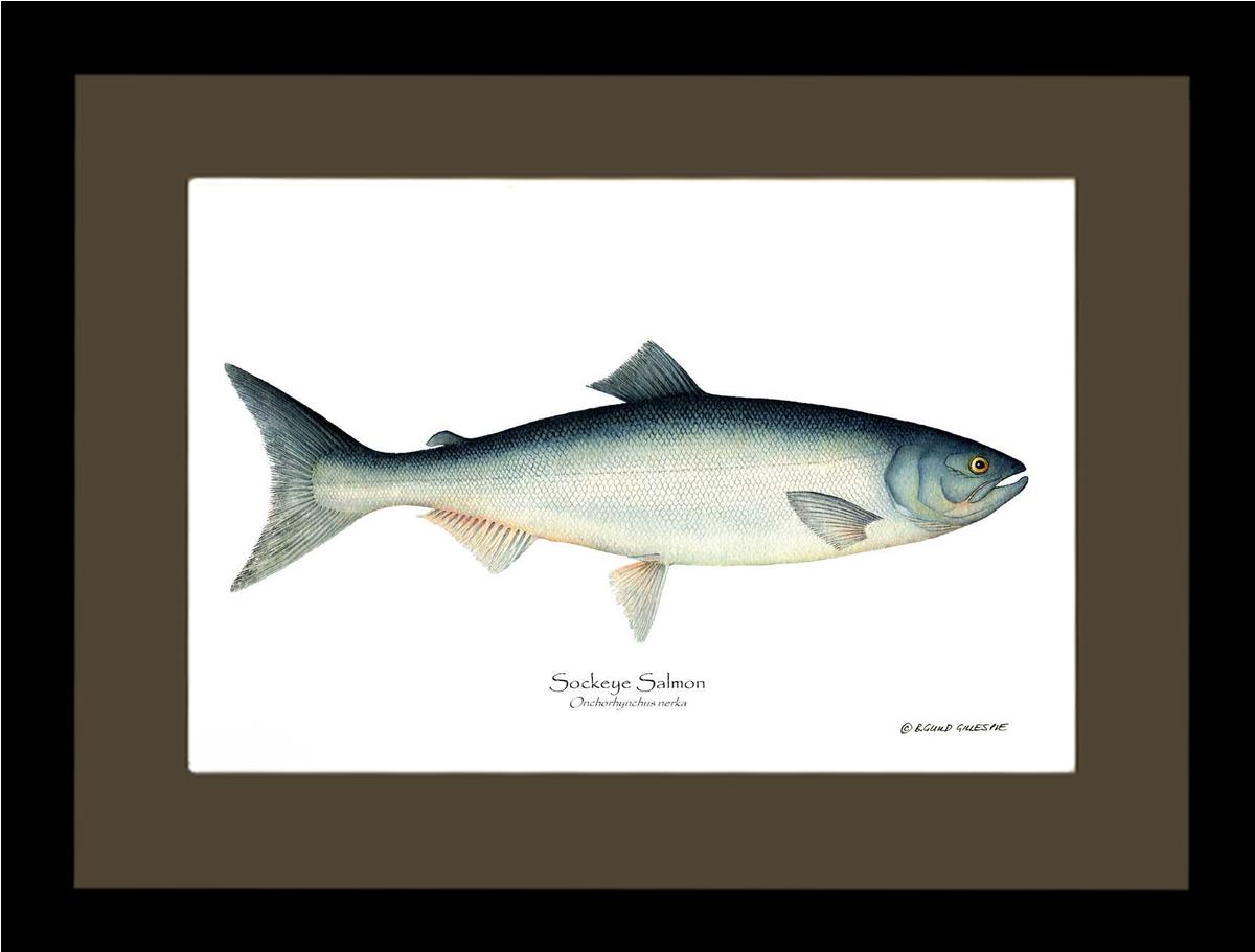 Sockeye Salmon Onchorhynchus nerka | Wall Art Fish Print