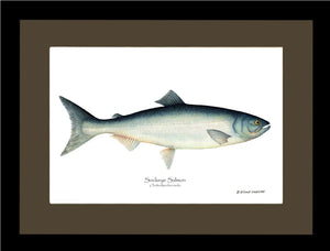 Sockeye Salmon Onchorhynchus nerka