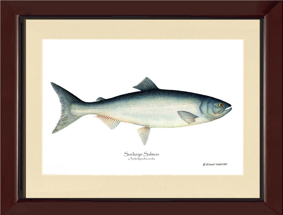 Sockeye Salmon Onchorhynchus nerka | Wall Art Fish Print