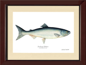 Sockeye Salmon Onchorhynchus nerka