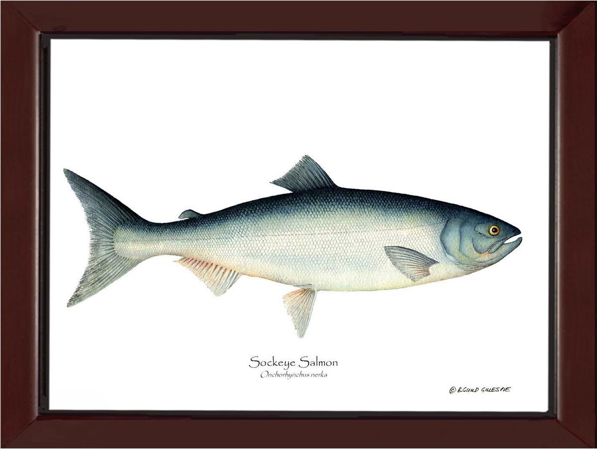 Sockeye Salmon Onchorhynchus nerka | Wall Art Fish Print