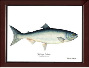 Sockeye Salmon Onchorhynchus nerka