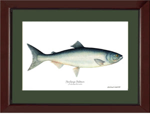 Sockeye Salmon Onchorhynchus nerka