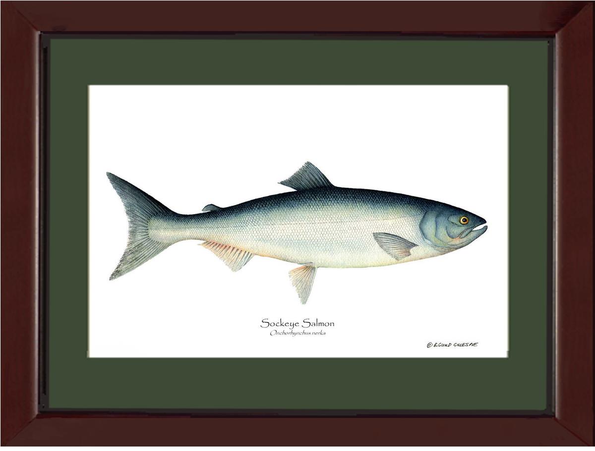 Sockeye Salmon Onchorhynchus nerka | Wall Art Fish Print